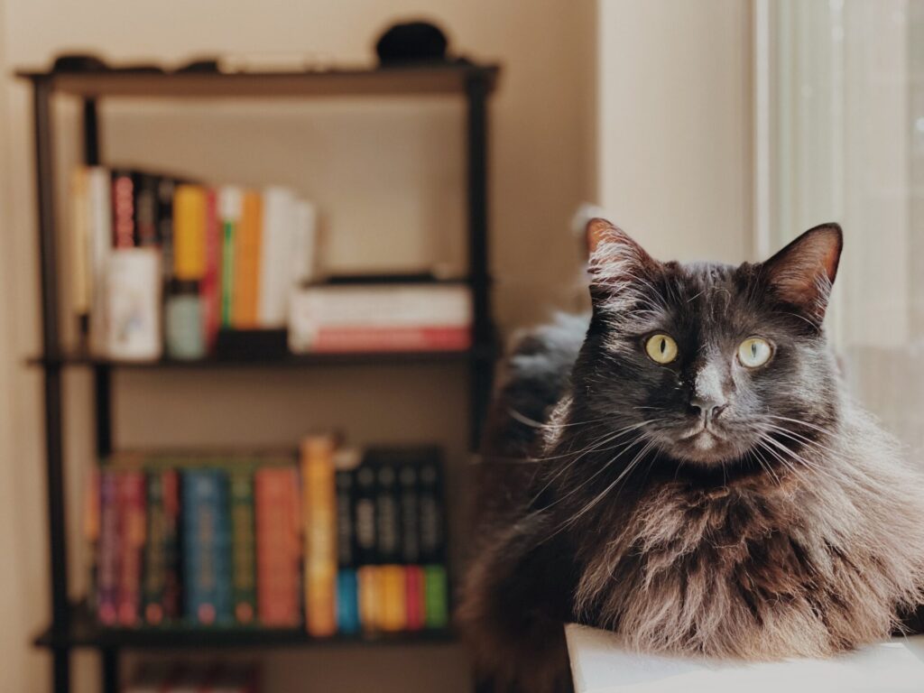 book-and-cat
