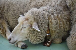 Sheep-sleep